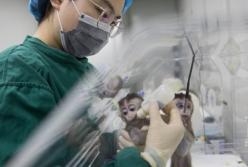 Ученые создали обезьяну с человеческими клетками