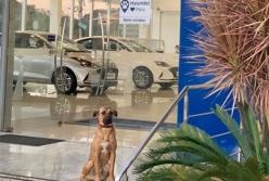 Бездомную собаку приняли на работу в автосалон (фото)
