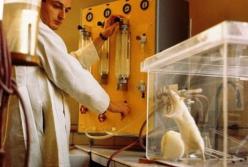 Ученые нашли участки мозга, регулирующие секс и агрессию