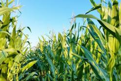 Под Киевом гардеробщицу Рады нашли мертвой в поле кукурузы 