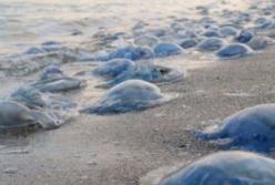 Ученые объяснили нашествие медуз на пляжах Азовского моря