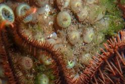 Ученые открыли новое морское животное, которое видит без глаз