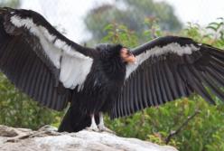 У кондоров выявили случаи "непорочного зачатия"