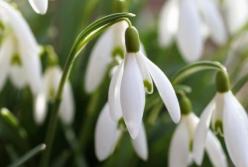 В Киеве среди зимы распускаются подснежники (фото)