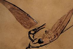 Археологи обнаружили предка современных птиц