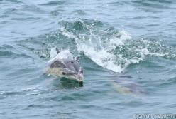 Ученые посчитали количество дельфинов вдоль побережья Черного моря