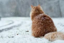 Прогноз погоды на 8 февраля: в Украине холодно, но без осадков