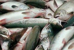 Медики рассказали, какая рыба самая опасная для здоровья