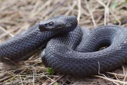 Что делать, если укусила змея