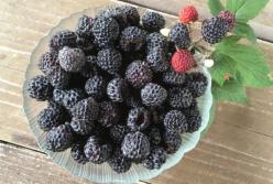 Ученые нашли новые полезные свойства черной малины