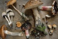Чем могут быть вредны грибы для здоровья