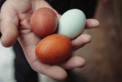 Серьезные противопоказания: врачи рассказали, кому нельзя есть яйца