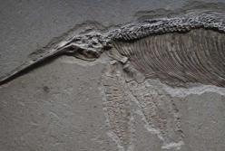 Ученые нашли останки подводного существа размером более 30 метров