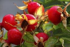 Эксперты назвали продукты, наиболее богатые витамином С