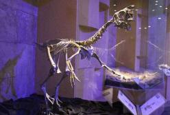 В Китае нашли окаменелое гнездо с динозавром, который высиживает яйца 