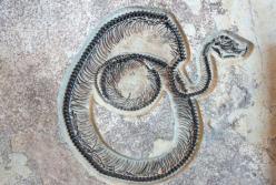 Ученые обнаружили следы одного из самых древних существ 