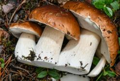 Ученые рассказали о пользе употребления грибов для профилактики рака простаты 
