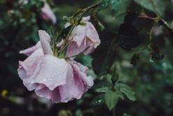 Прогноз погоды на 4 июня: дожди с грозами