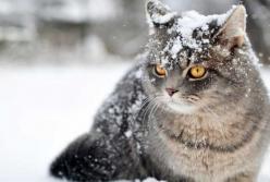 Прогноз погоды на 28 января: на всей территории будет идти снег