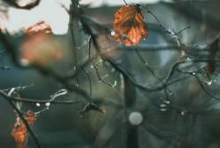 Прогноз погоды на 6 ноября: солнце, местами дождь и туман