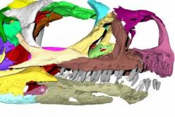 На череп необычного динозавра не обращали внимания 30 лет