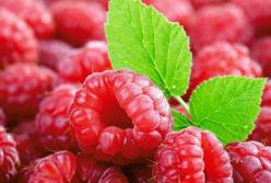 Много противопоказаний: врачи рассказали, кому нельзя есть малину