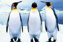 Животные способны разговаривать - вывод ученых