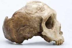 Ученые выяснили, почему неандертальцы обладали плоским черепом, а современные люди круглым 