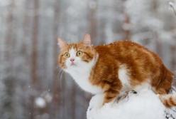 Прогноз погоды на 9 ноября: в Украине ожидают мокрый снег