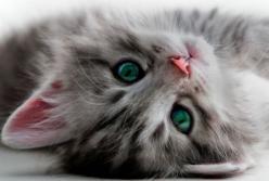 Ученые нашли способ общения с кошками при помощи глаз