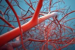 Названы продукты для улучшения работы сосудов