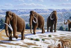 Ученые выяснили, почему исчезли мамонты в Северной Америке