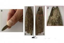 В Австралии обнаружен редкий костяной артефакт