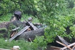 На Львовщине из-за падения дерева погибла молодая женщина