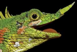 Ученые обнаружили животных, которые считались вымершими (фото)