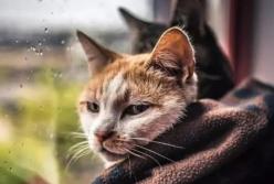 Прогноз погоды на 13 марта: на Западе пройдут дожди