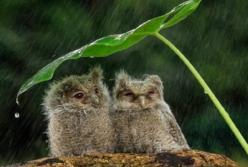 Прогноз погоды на 27 мая: будут идти дожди, но немного потеплеет