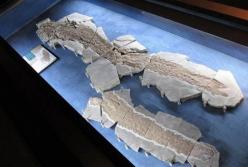 В Канаде нашли скелет древней рыбы с "пальцами"