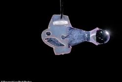 Ученые создали "рыборобота" из клеток человеческого сердца (видео)