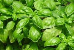 Медики назвали целебные свойства базилика