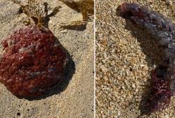 В Австралии обнаружили необычное существо