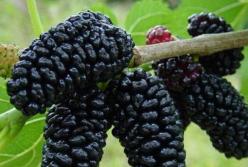 Медики назвали основную пользу шелковицы