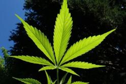 Легализация марихуаны: опрос показал уровень поддержки