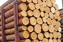 В Кабмине заговорили об отмене моратория на вырубку леса-кругляка