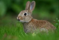Ученые рассказали, какая разница между зайцем и кроликом 