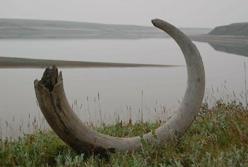 На бивне сибирского мамонта обнаружили рисунки, которым 13 000 лет (фото)