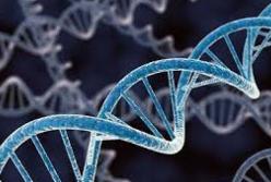 Ученые рассказали, почему мужчины живут меньше