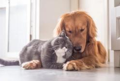 Коронавирусом можно заразиться от домашних животных - ВОЗ