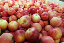 Ученые назвали фрукт, который замедляет старение