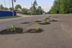 Троллинг коммунальщиков: в Луцке в ямах на дорогах высадили цветы (фото)